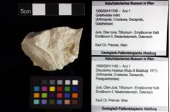 Foto (Objket + Etiketten) von Discutiolira moesica (Muţiu & Bădăluţă, 1971) 